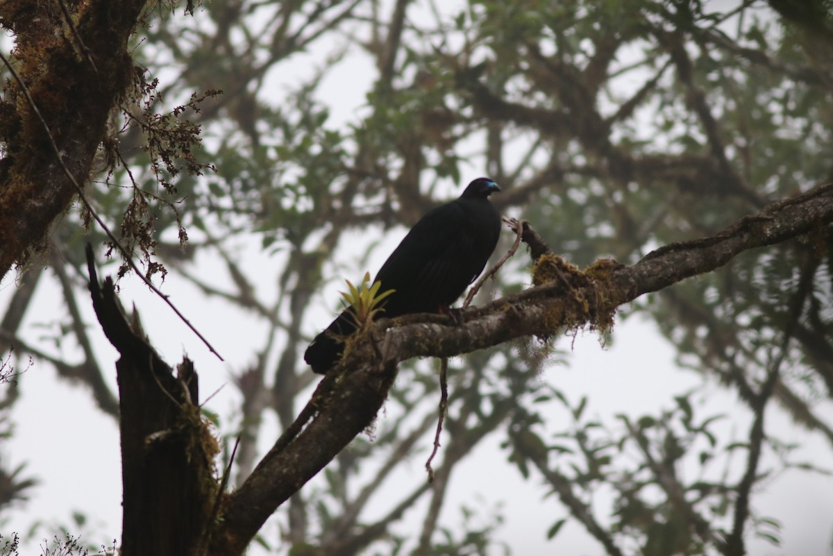 eBird Checklist - 10 Mar 2019 - Reserva Santa Elena - 40 species