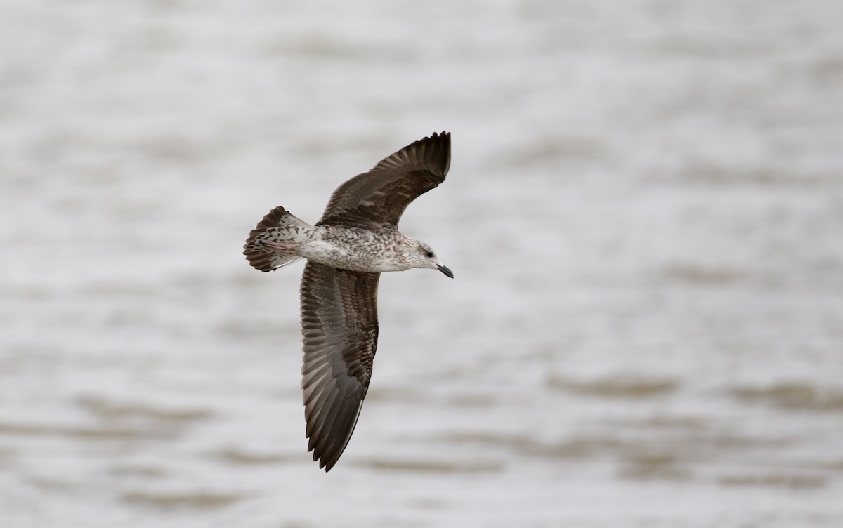 Lesser Black-backed Gull (graellsii) - Jay McGowan