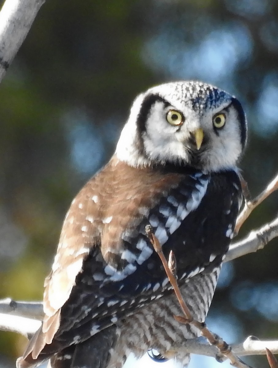 Northern Hawk Owl - ML145785711