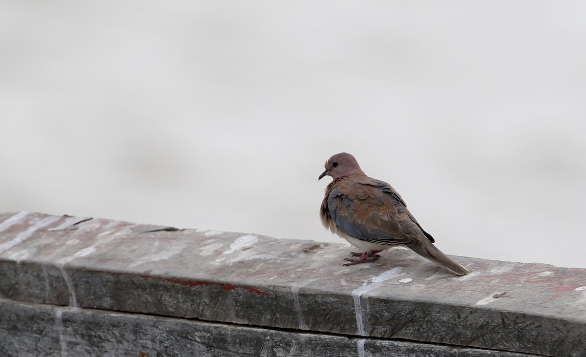 Laughing Dove - ML145785741
