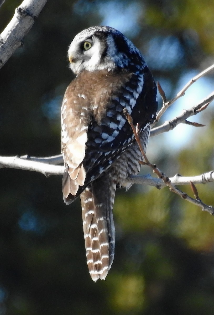 Northern Hawk Owl - ML145785751