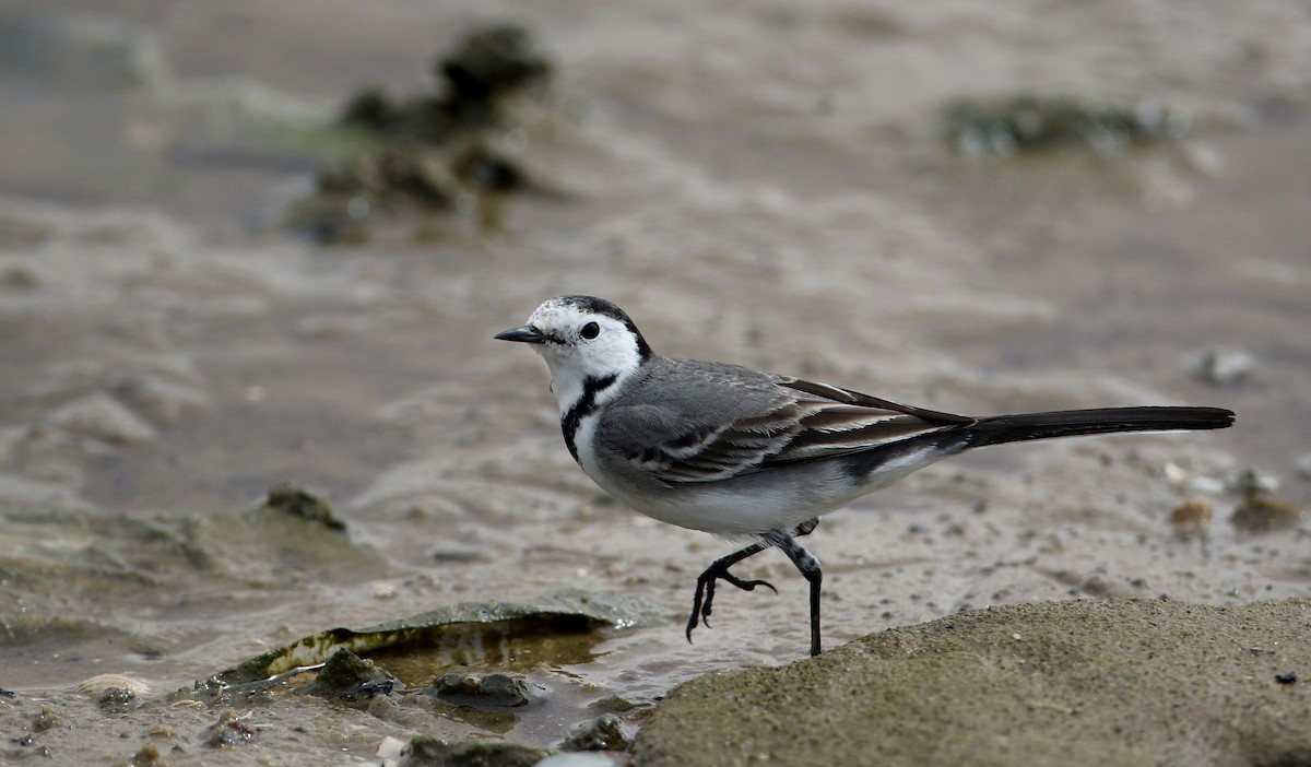 White Wagtail (White-faced) - ML145786251