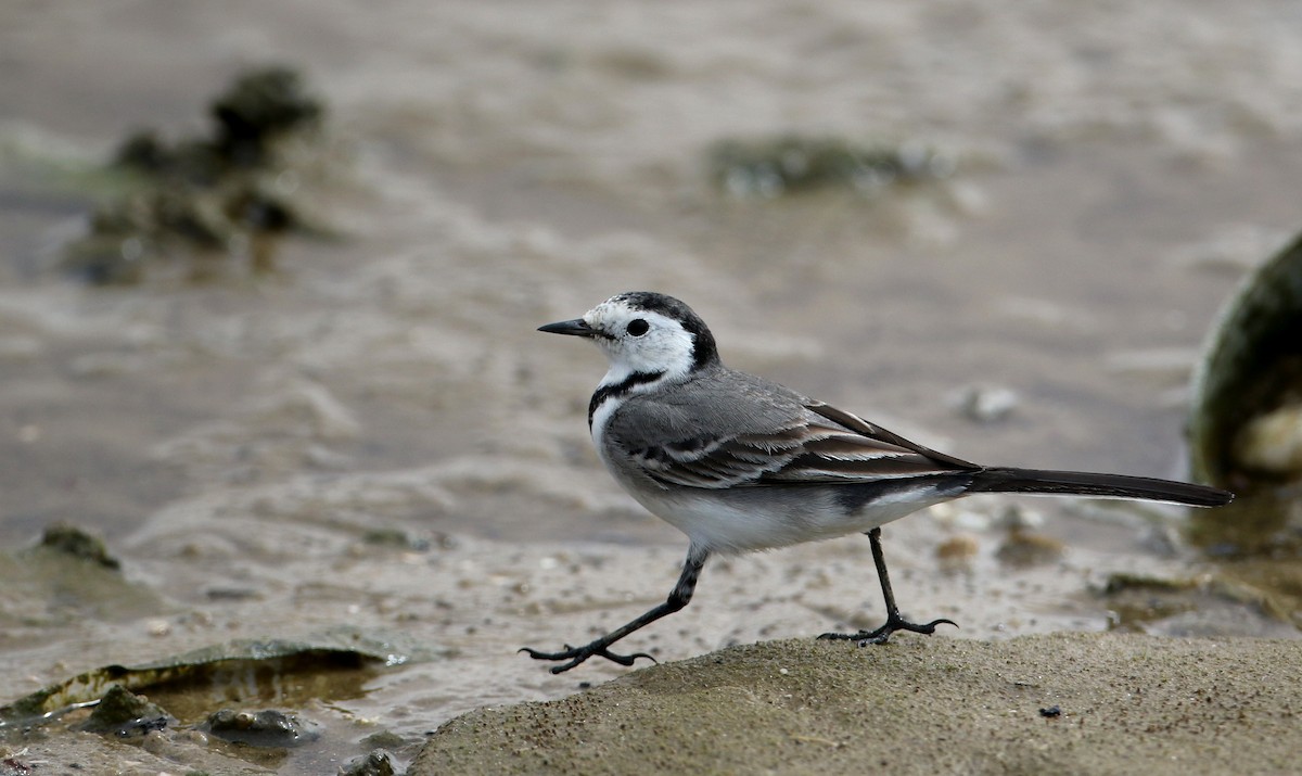 White Wagtail (White-faced) - ML145786321