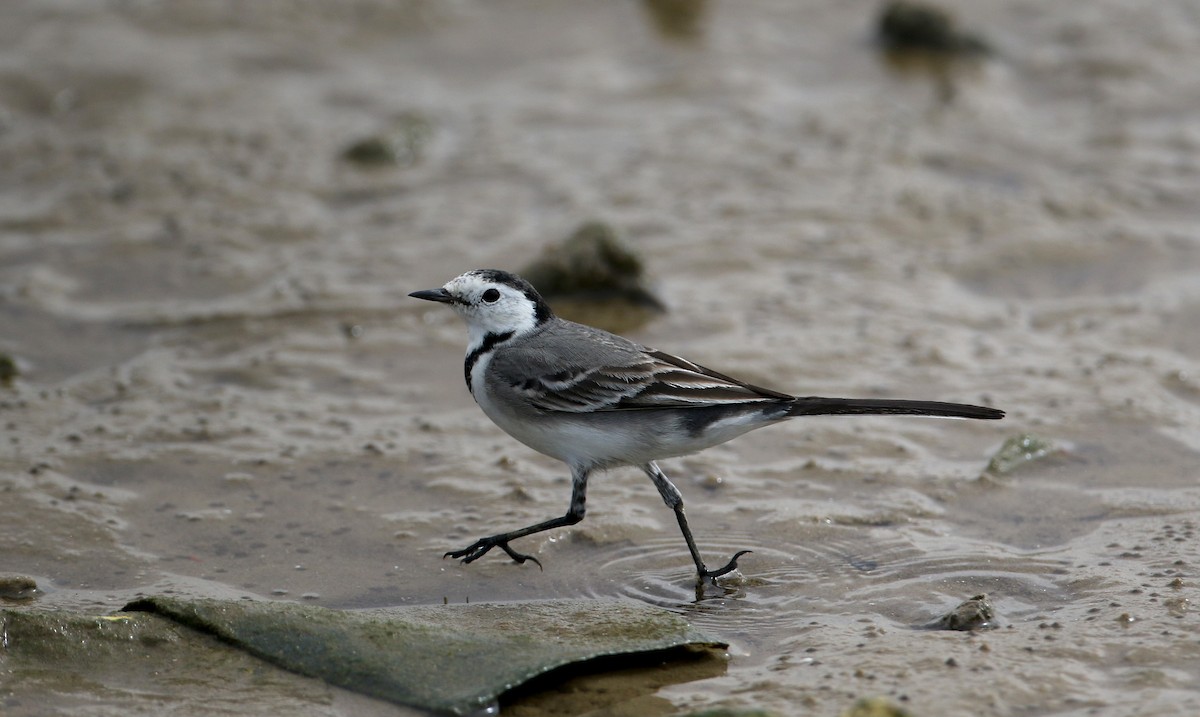 White Wagtail (White-faced) - ML145786351