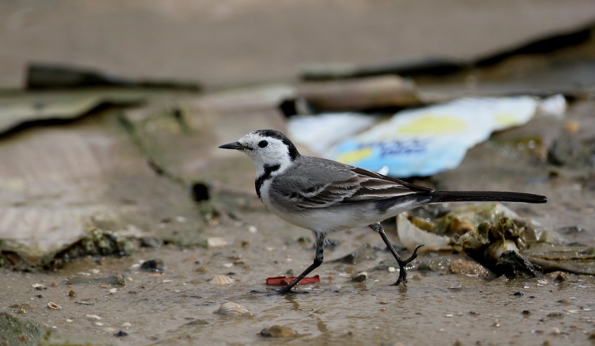 White Wagtail (White-faced) - ML145786361