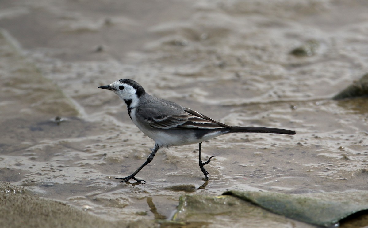 White Wagtail (White-faced) - ML145786371