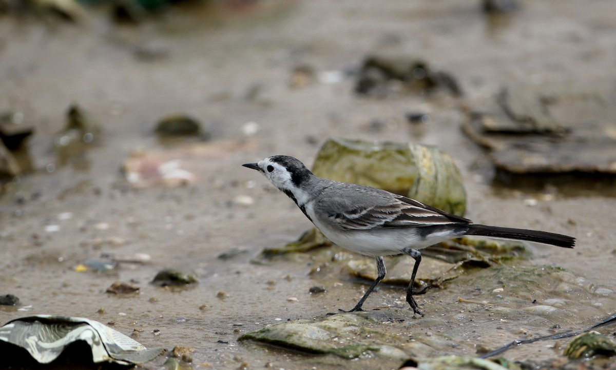 White Wagtail (White-faced) - Jay McGowan