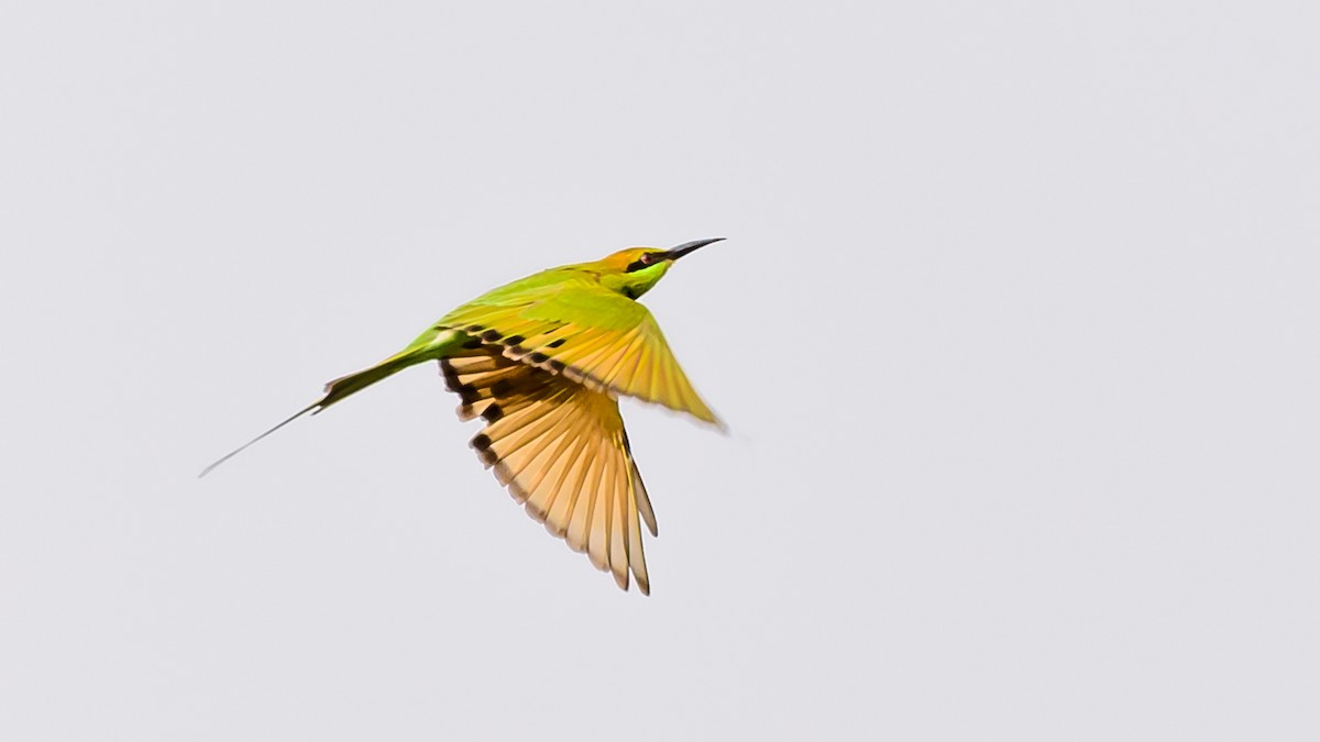 Asian Green Bee-eater - Nitin Chandra