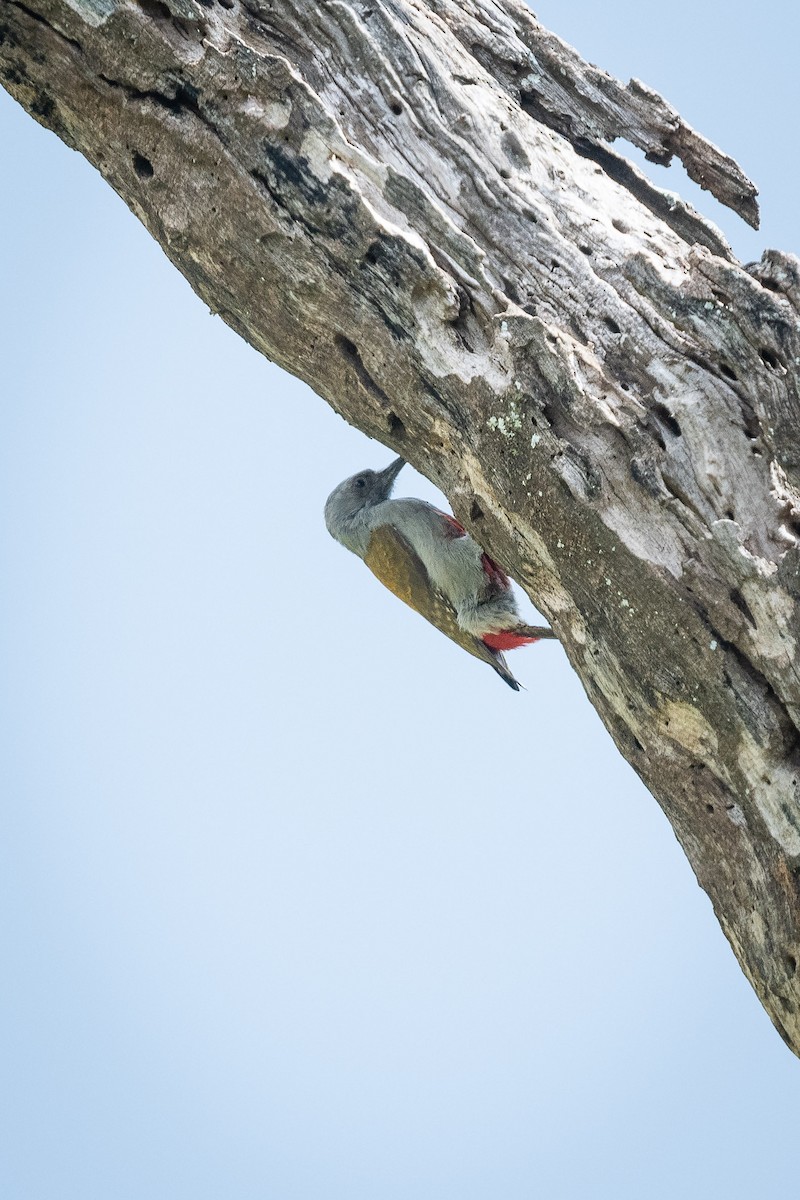 Mountain Gray Woodpecker - Deb Ford