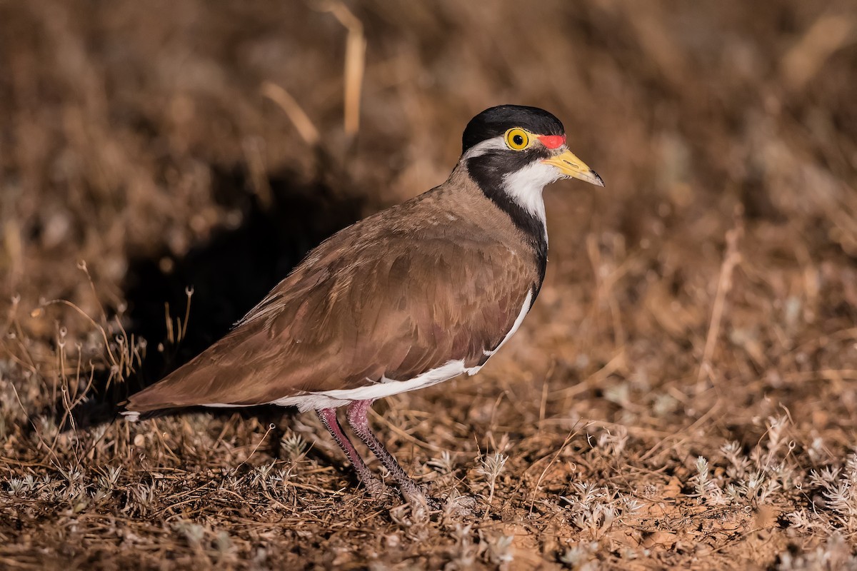 Banded Lapwing - Stefan Hirsch