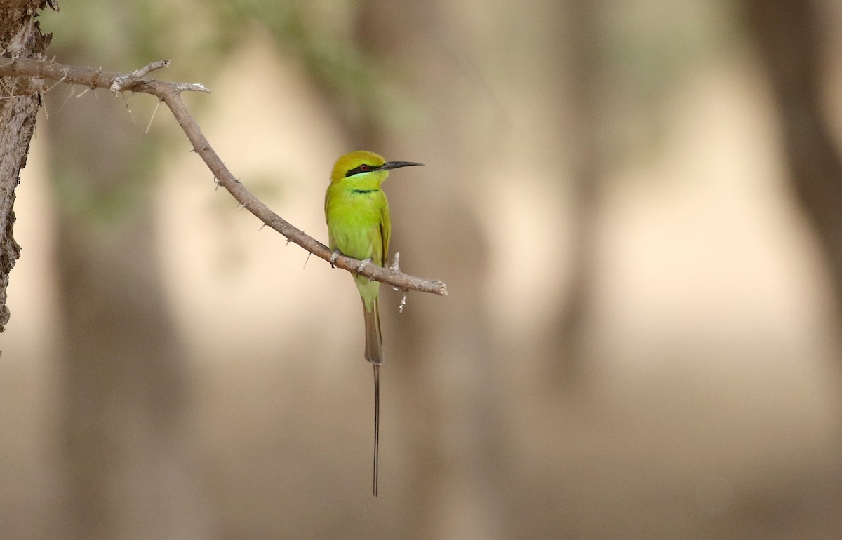 African Green Bee-eater - Jay McGowan