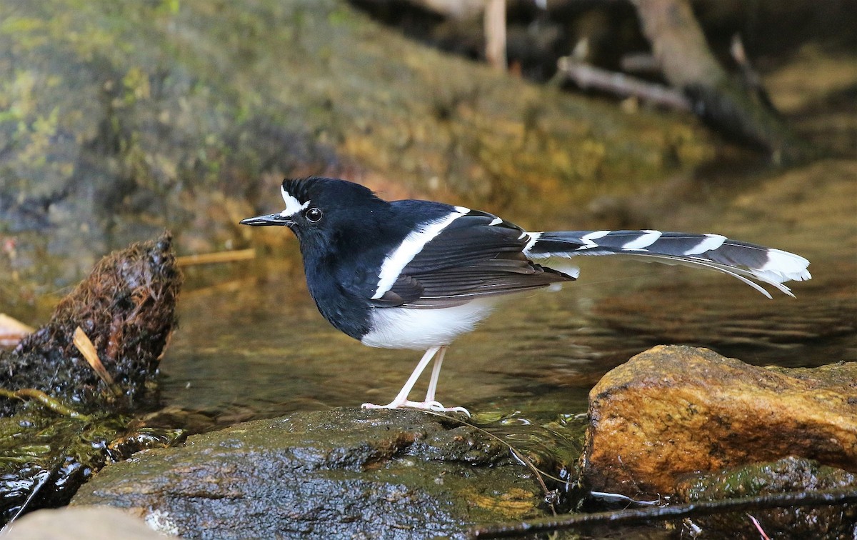 White-crowned Forktail - ML145789881
