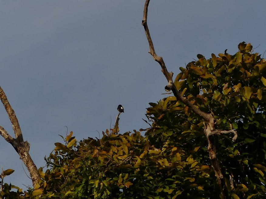 Swallow-winged Puffbird - Robin Duska