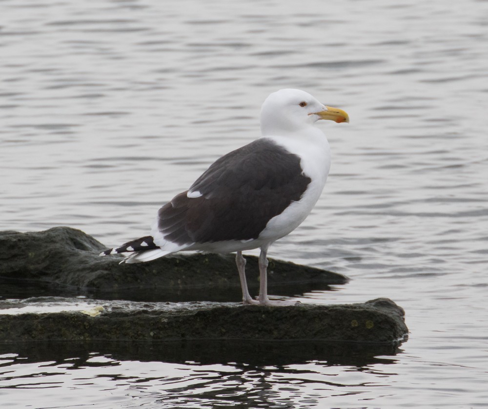 Great Black-backed Gull - Allan Welby