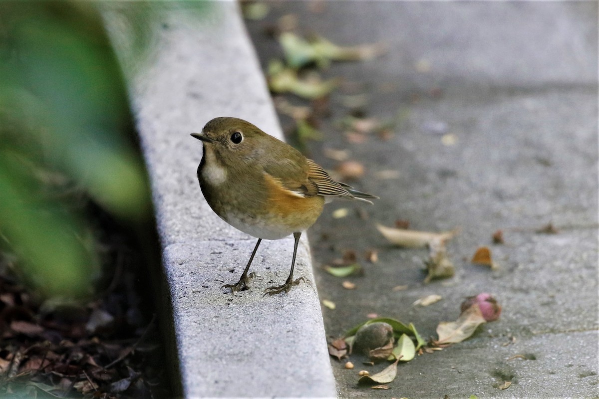 Red-flanked Bluetail - ML145796971