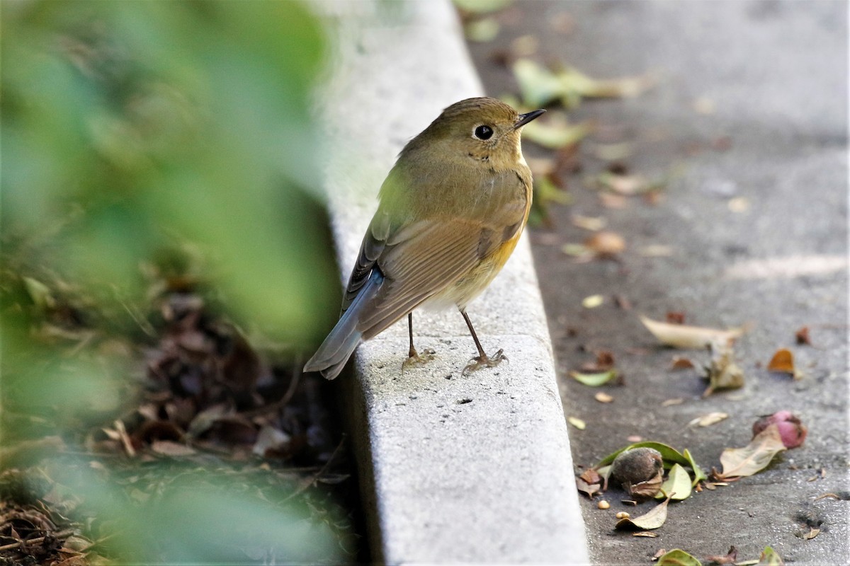 Red-flanked Bluetail - ML145796981