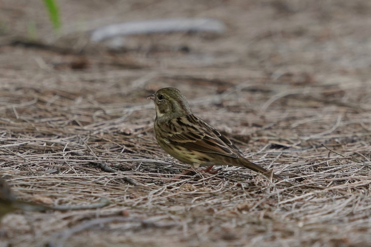 Black-faced/Masked Bunting - ML145797751