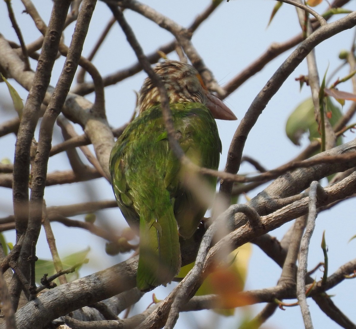 Lineated Barbet - Suzette Stitely