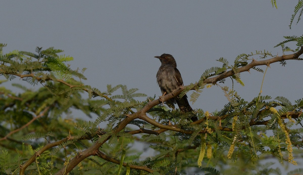 Gray-bellied Cuckoo - Subrata Kool