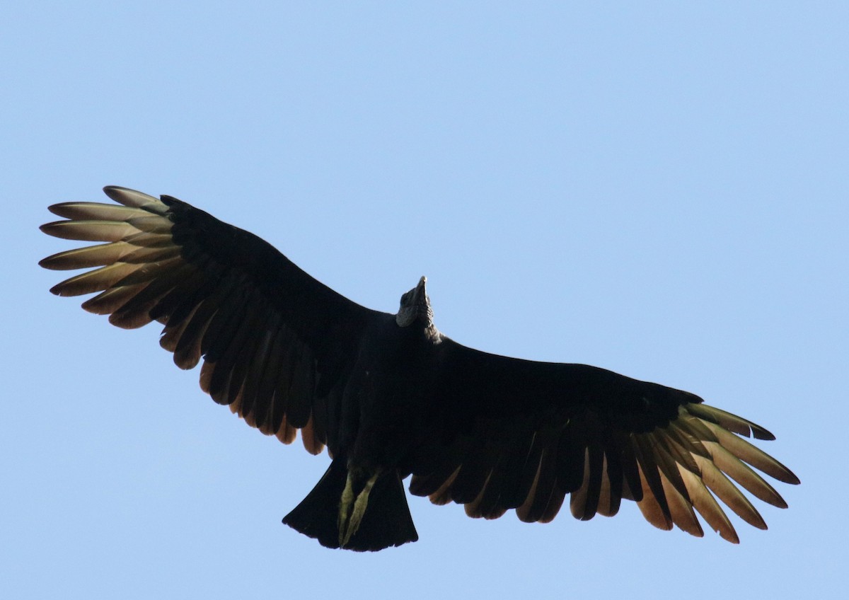 Black Vulture - ML145799881