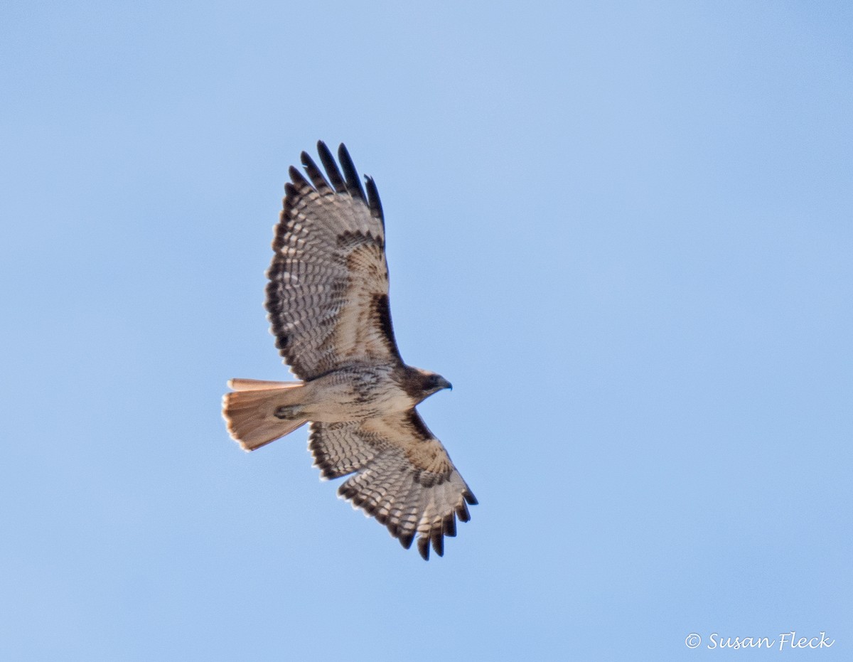 Red-tailed Hawk - Susan Fleck