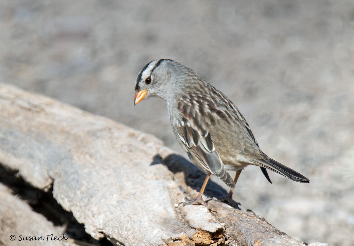 White-crowned Sparrow - Susan Fleck
