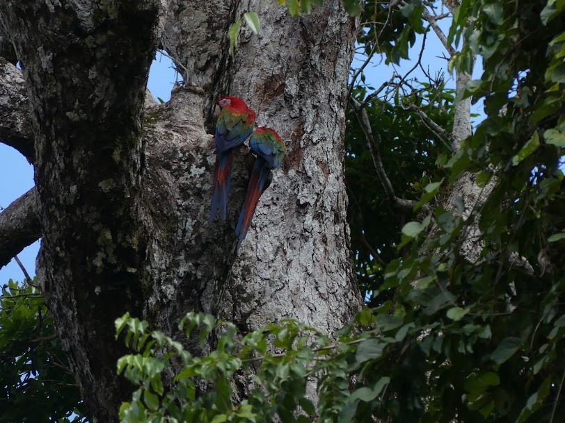 Red-and-green Macaw - Robin Duska