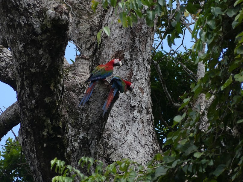 Red-and-green Macaw - Robin Duska