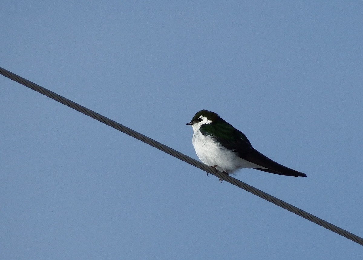 Violet-green Swallow - ML145806481