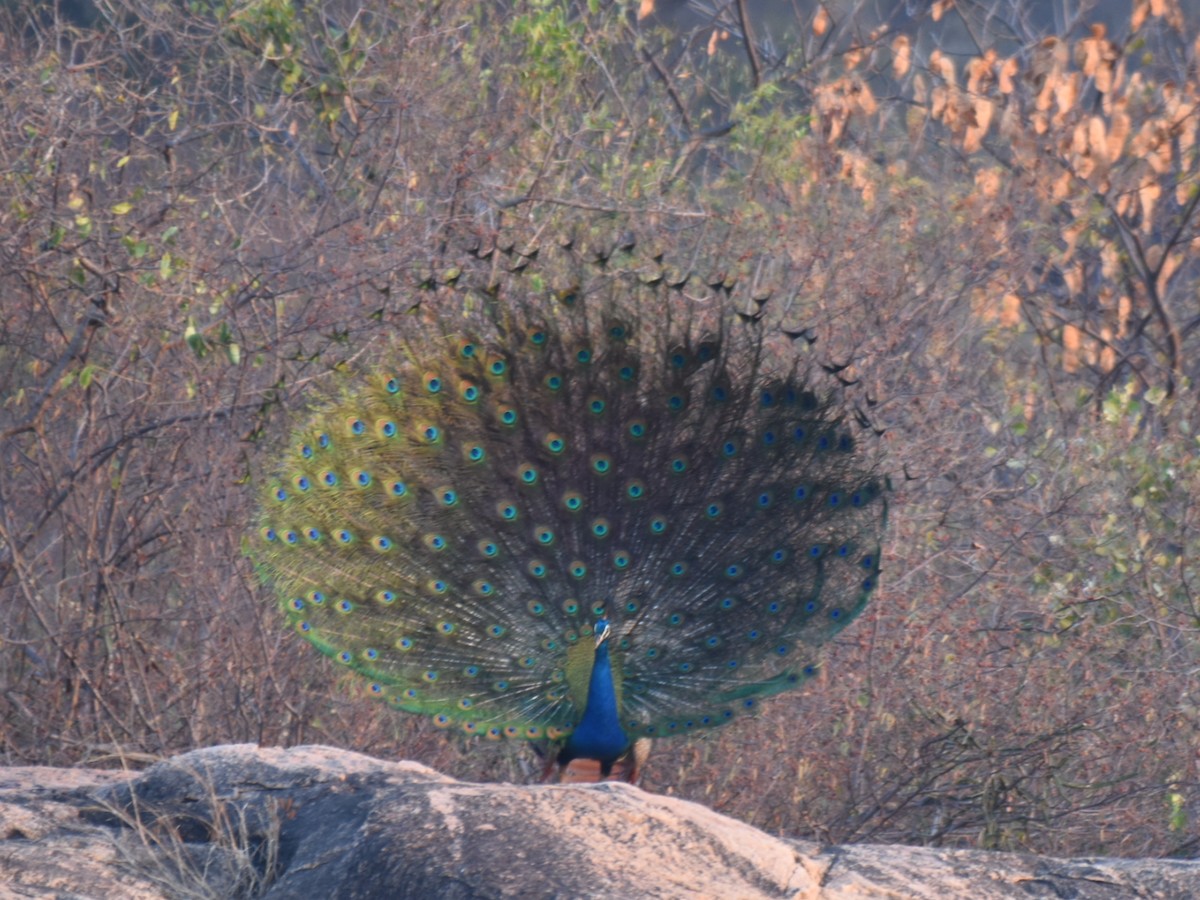 Indian Peafowl - Renuka Vijayaraghavan