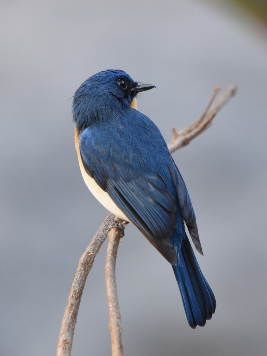 Tickell's Blue Flycatcher - Renuka Vijayaraghavan