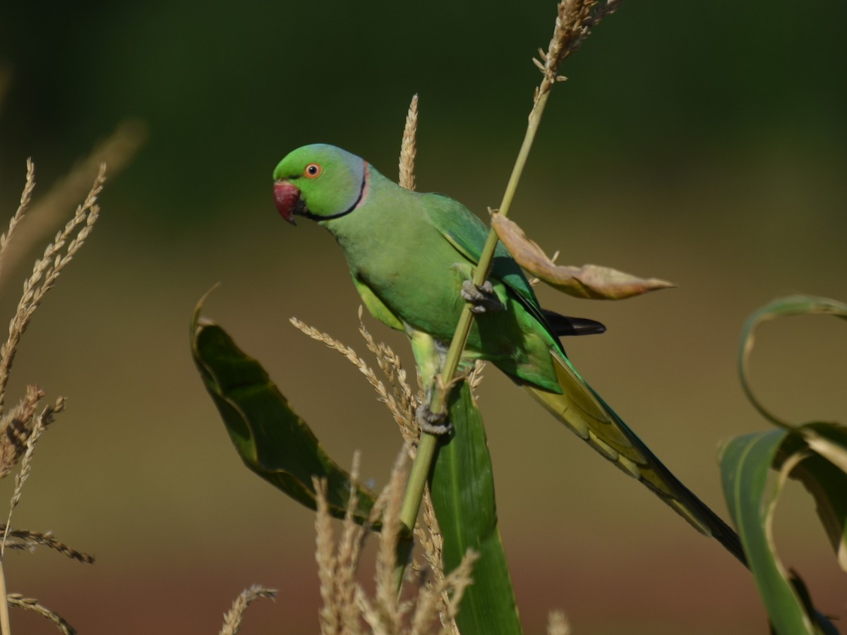 Rose-ringed Parakeet - Renuka Vijayaraghavan