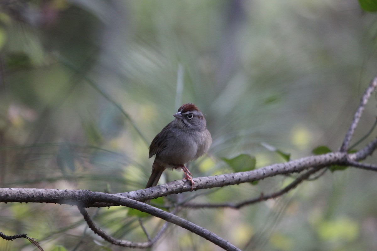 Rufous-crowned Sparrow - ML145811441