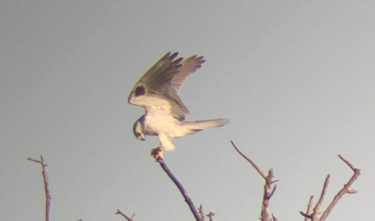 White-tailed Kite - ML145811941