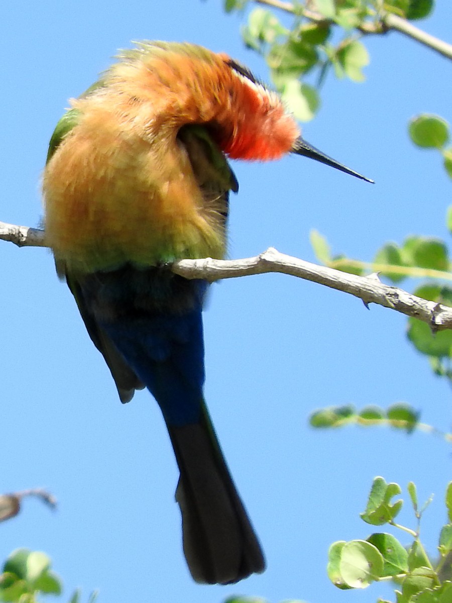 White-fronted Bee-eater - ML145812131