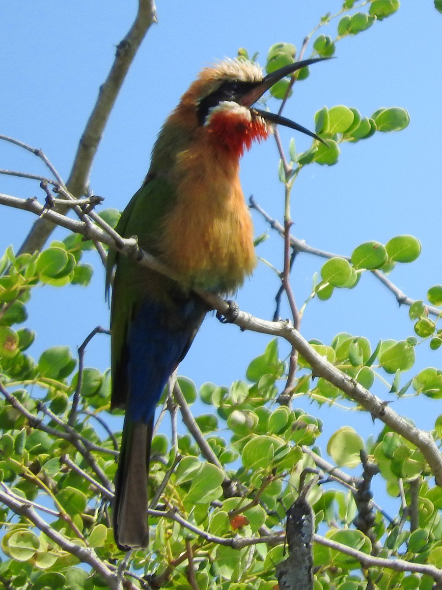 White-fronted Bee-eater - ML145812261