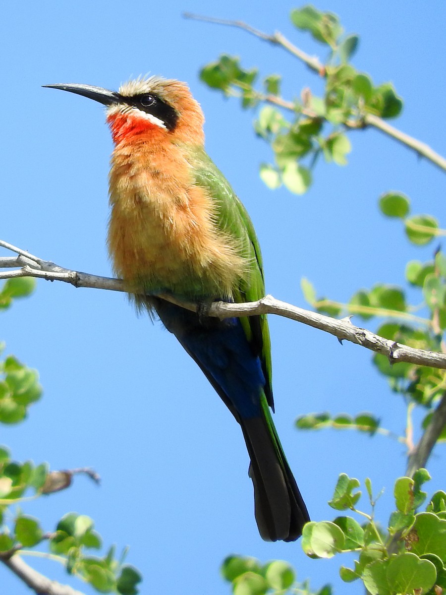 White-fronted Bee-eater - ML145812391
