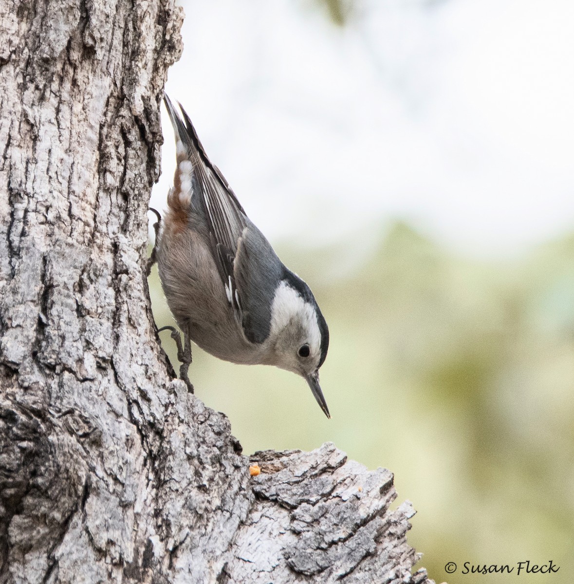 White-breasted Nuthatch - ML145812511