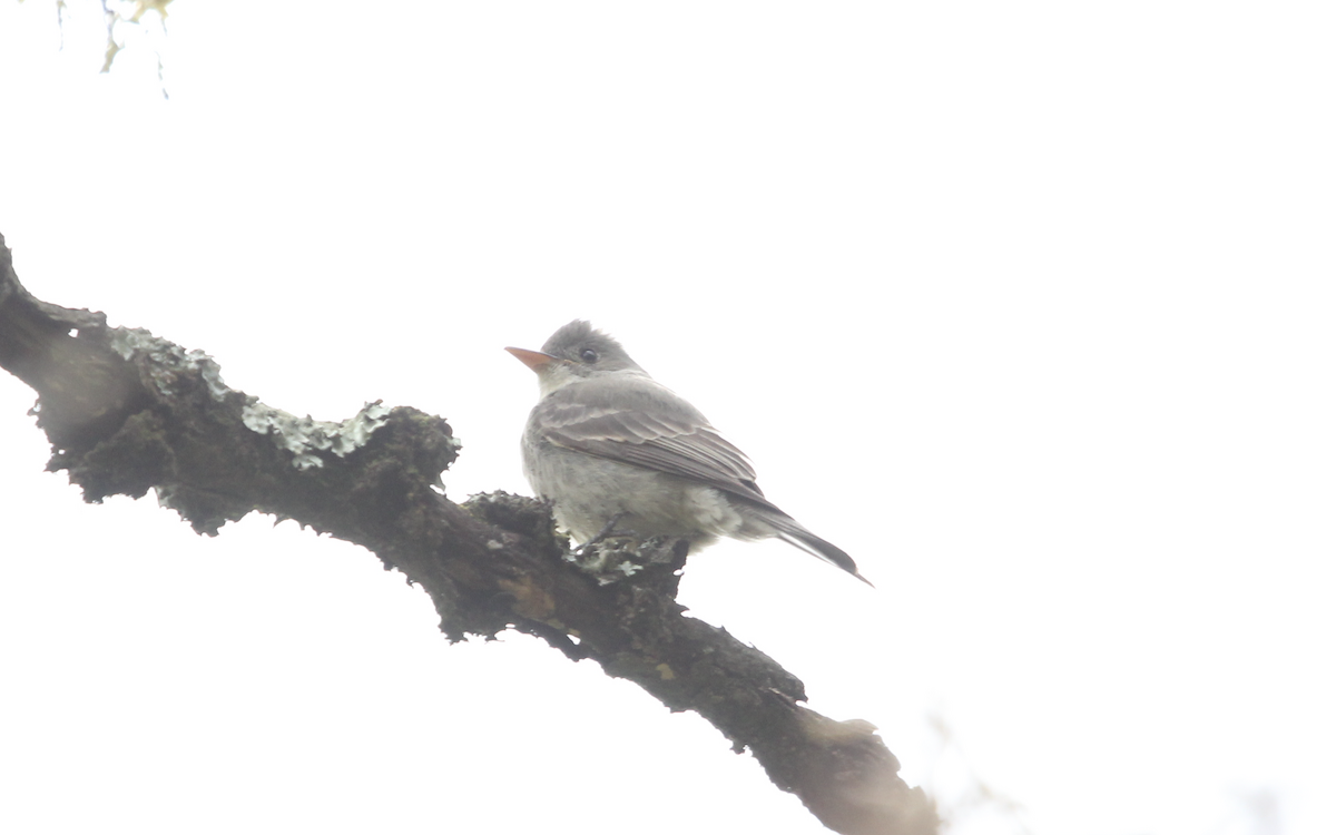 Greater Pewee - ML145814171