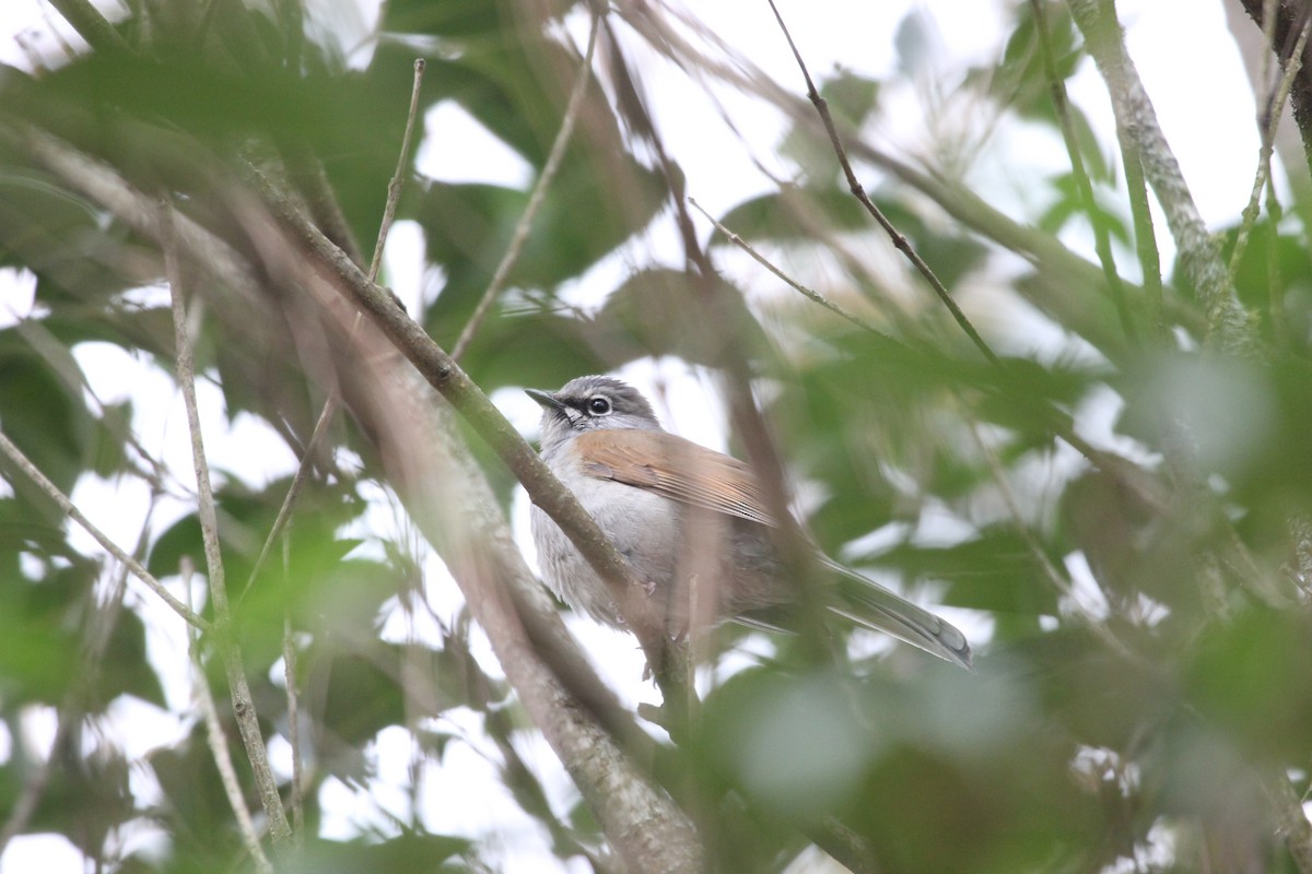 Brown-backed Solitaire - ML145815011