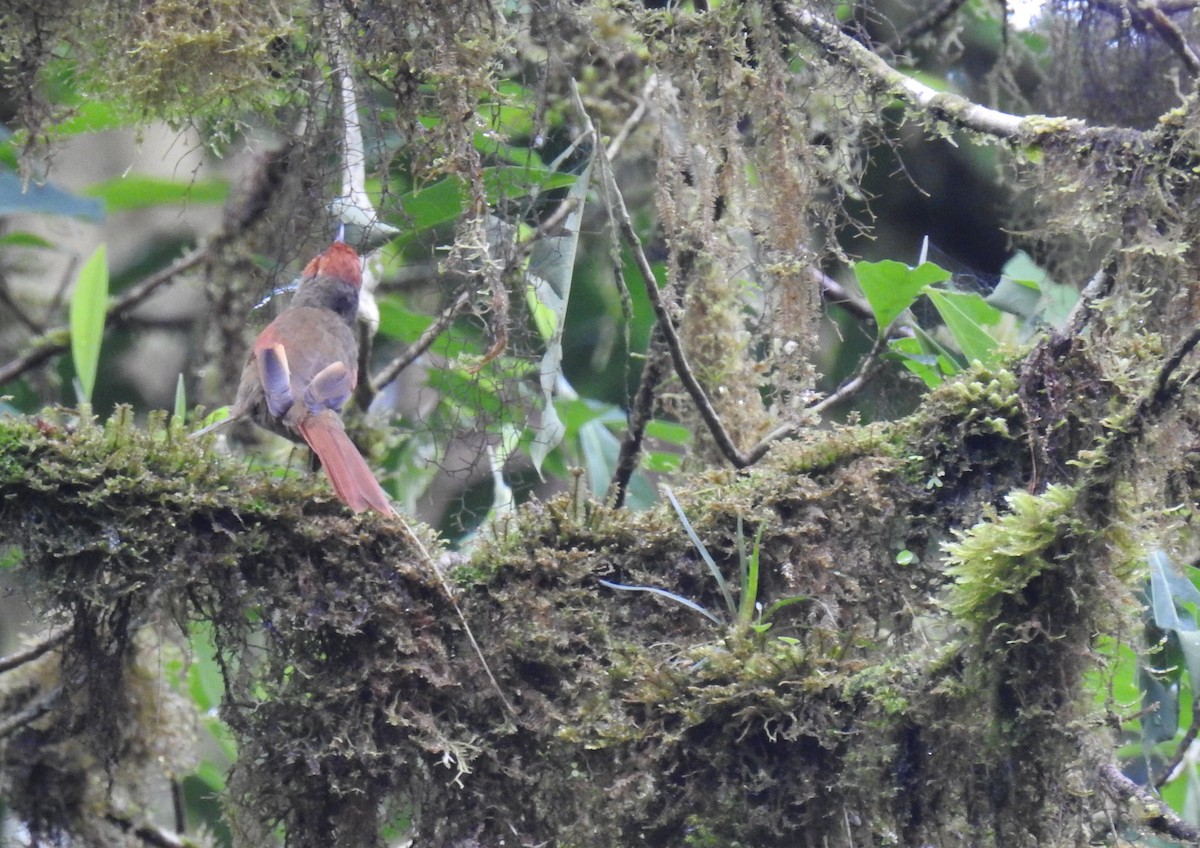 Red-faced Spinetail - ML145815611
