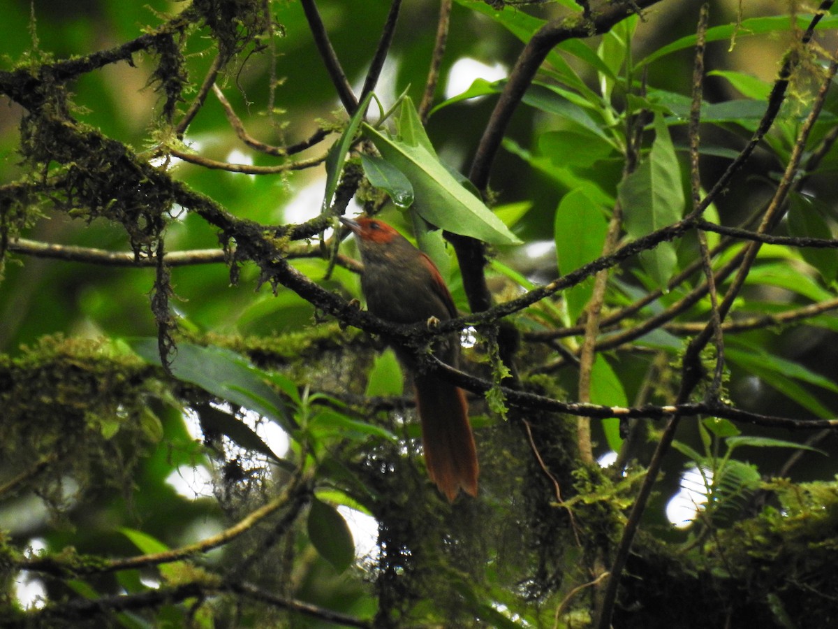 Red-faced Spinetail - ML145815671