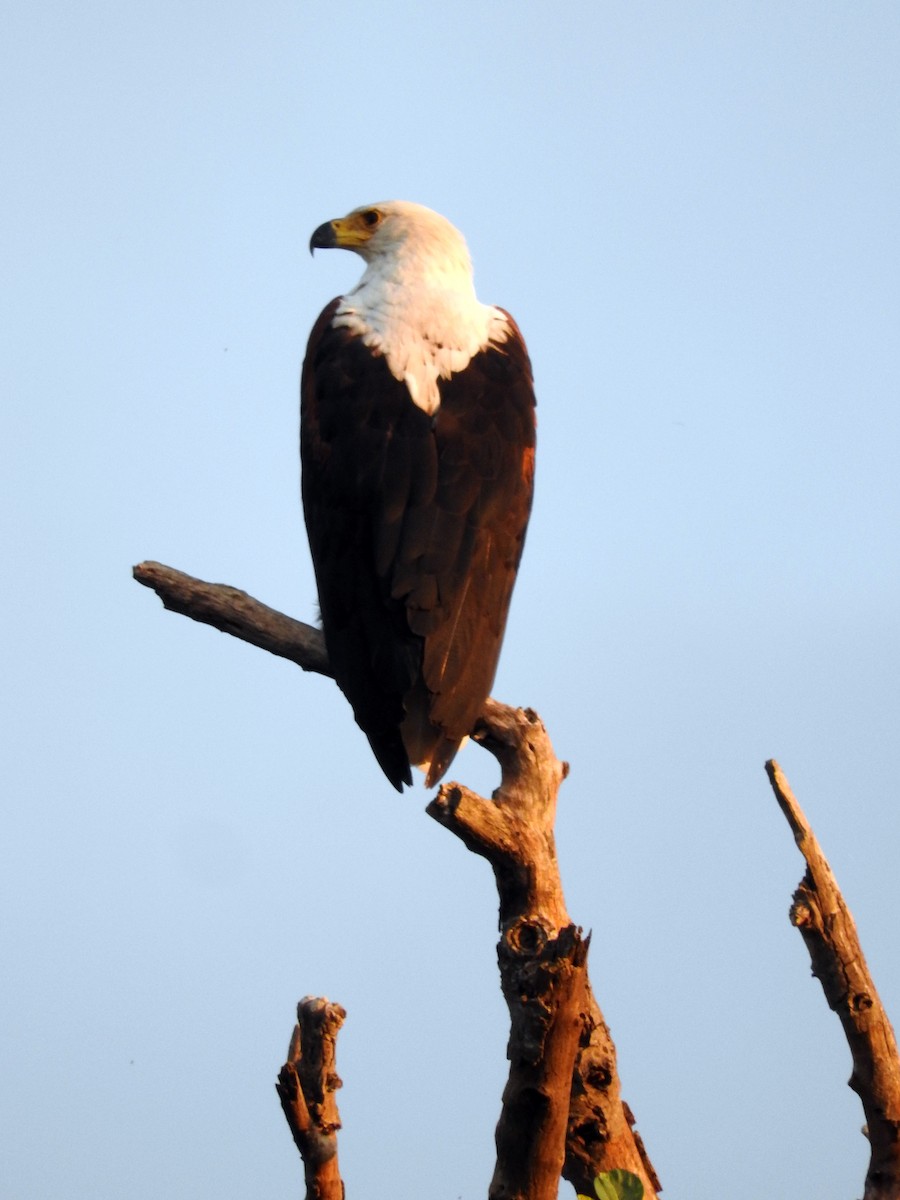 African Fish-Eagle - ML145817201