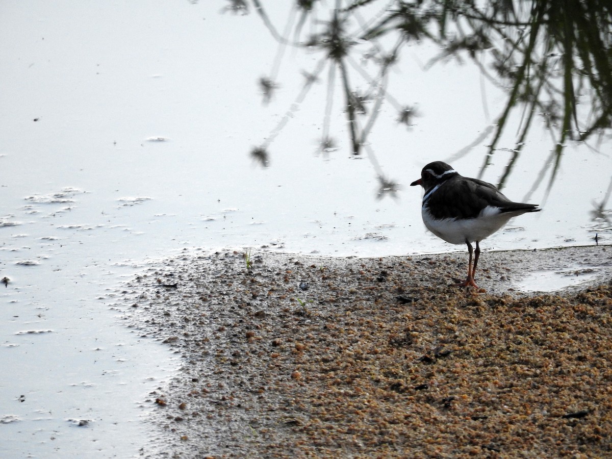 Three-banded Plover - ML145817541
