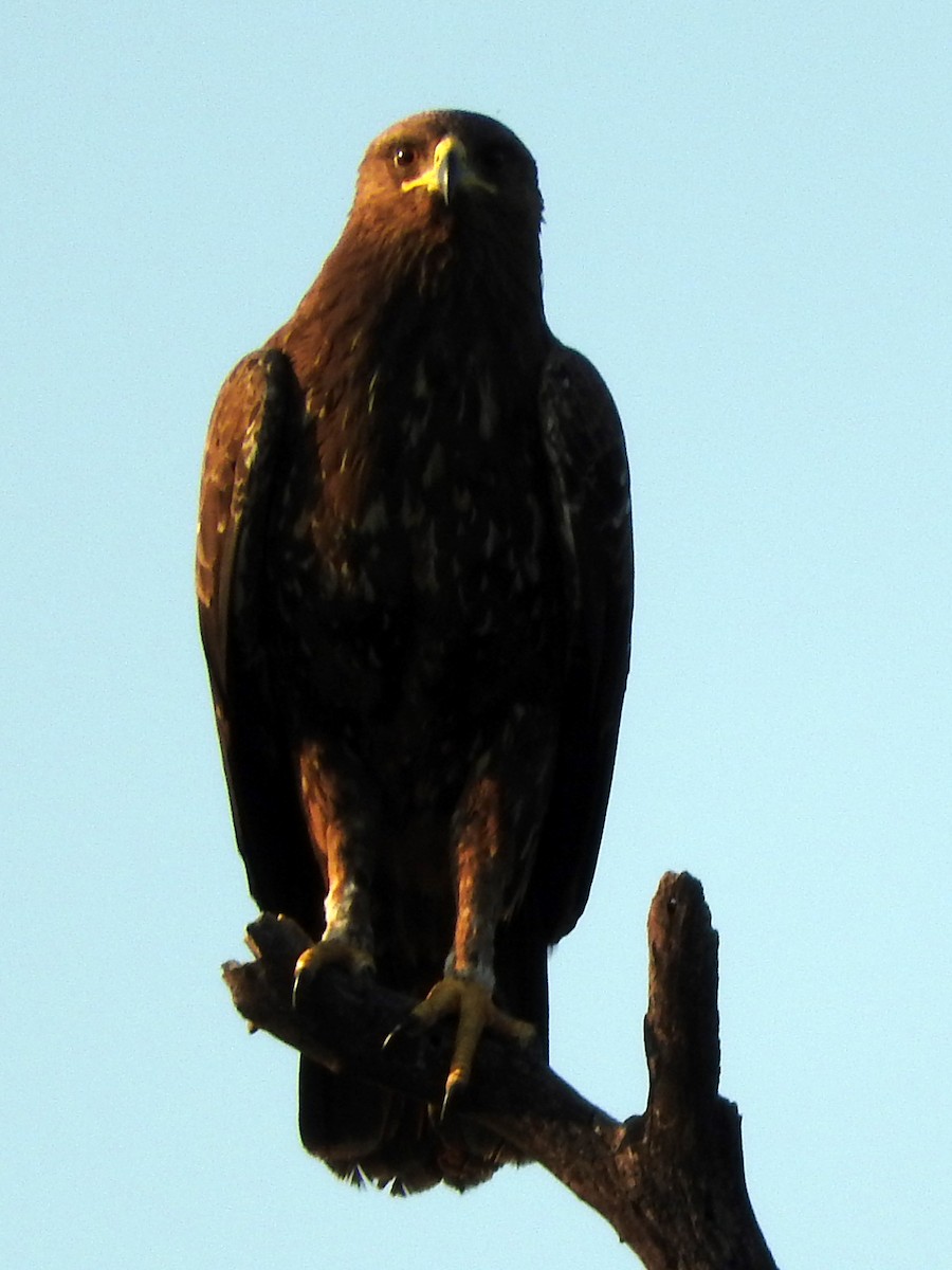 Lesser Spotted Eagle - ML145818101