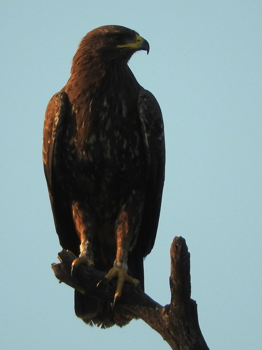 Lesser Spotted Eagle - ML145818111