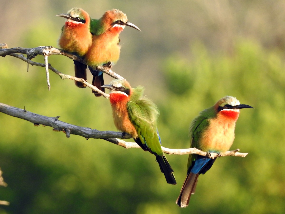 White-fronted Bee-eater - ML145818581