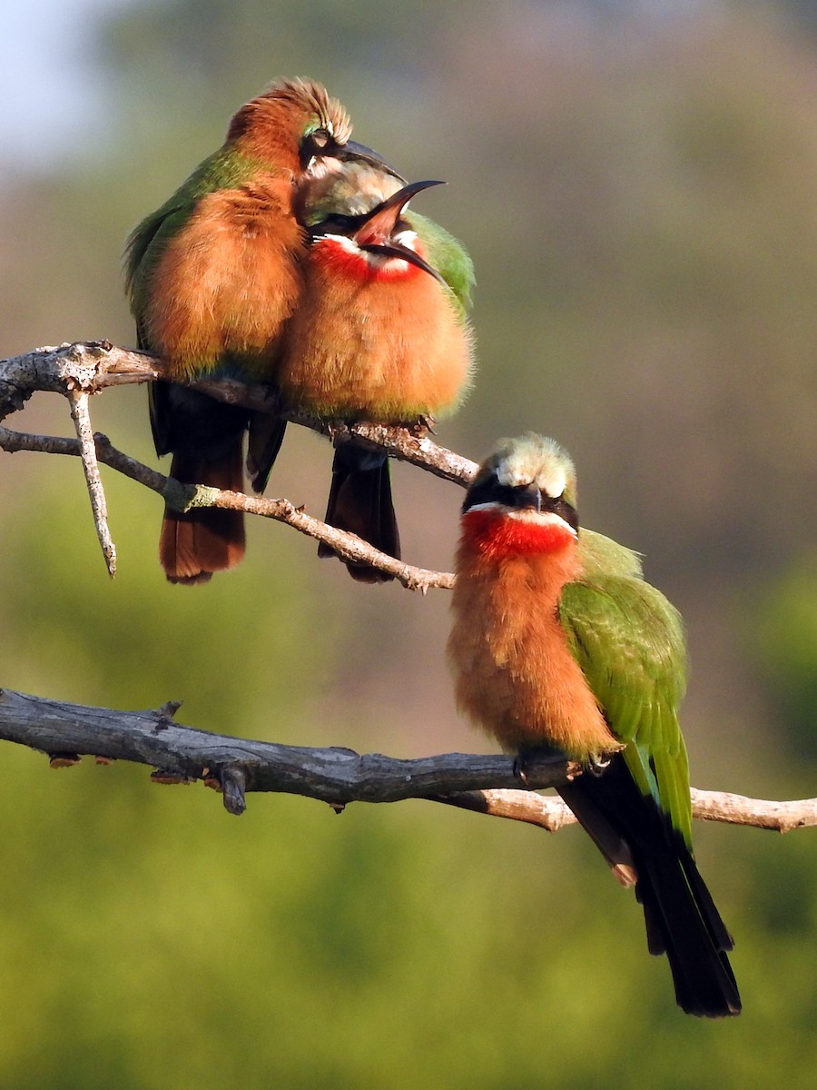 White-fronted Bee-eater - ML145818641