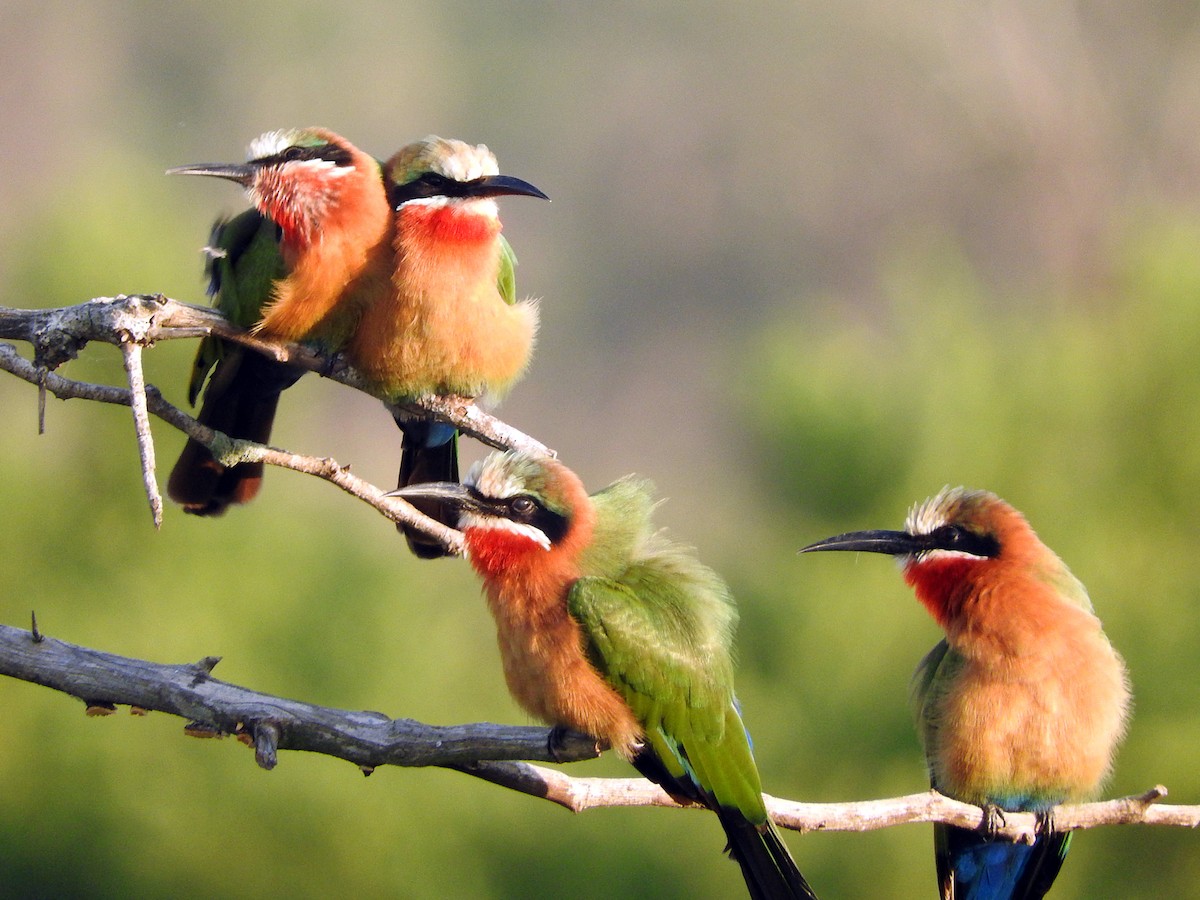 White-fronted Bee-eater - ML145818711