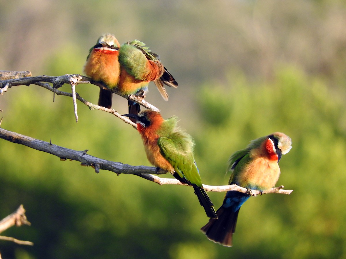 White-fronted Bee-eater - ML145818731